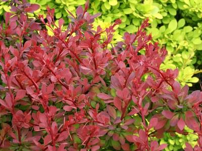 Japanese barberry