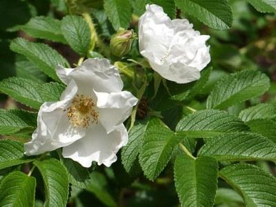 rugosa rose