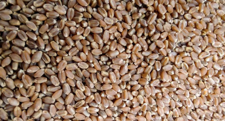 Closeup of hard red spring wheat seeds